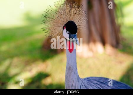 Close-up auf schönen Kran zu Fuß auf der Wiese Stockfoto