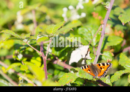 Pulborough Brooks Nature Reserve, UK. Ein kleiner Fuchs Schmetterling auf einem Farn im Sommer. Stockfoto