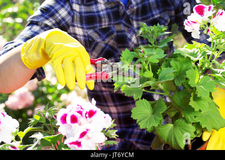 Pflanzen kümmern. Closeup Portrait der Gärtner die Hände in kariertem Hemd und Gummihandschuhe sind Blumen schneiden mit einer Schere in den Töpfen auf dem Garten wor Stockfoto