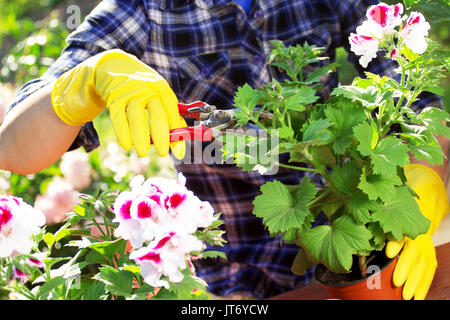 Pflanzen kümmern. Closeup Portrait der Gärtner die Hände in kariertem Hemd und Gummihandschuhe sind Blumen schneiden mit einer Schere in den Töpfen auf dem Garten wor Stockfoto