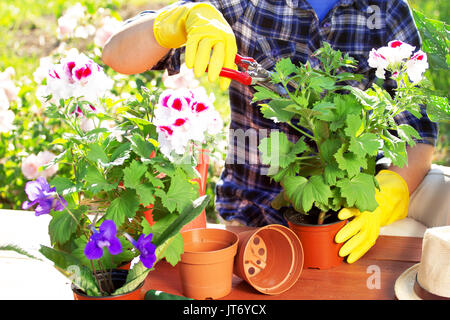 Pflanzen kümmern. Closeup Portrait der Gärtner die Hände in kariertem Hemd und Gummihandschuhe sind Blumen schneiden mit einer Schere in den Töpfen auf dem Garten wor Stockfoto