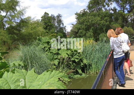 Hilltop Garden, RHS Garden Hyde Hall Flower Show 2017, Chelmsford, Essex, England, Großbritannien, USA, UK, Europa Stockfoto