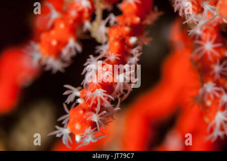 Nahaufnahme der rote Koralle (Corallium rubrum), L'Escala, Costa Brava, Katalonien, Spanien Stockfoto