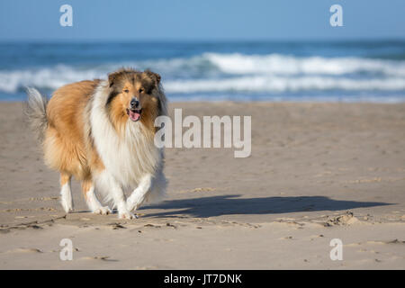 Eine atemberaubend schöne junge rough Collie spielen am Strand Stockfoto