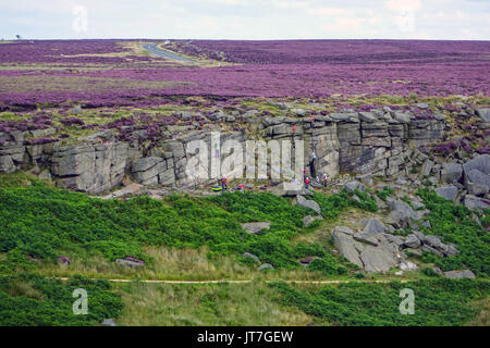 Teppich von lila Heidekraut, Sommer, stanage Edge, Peak District, Derbyshire Stockfoto