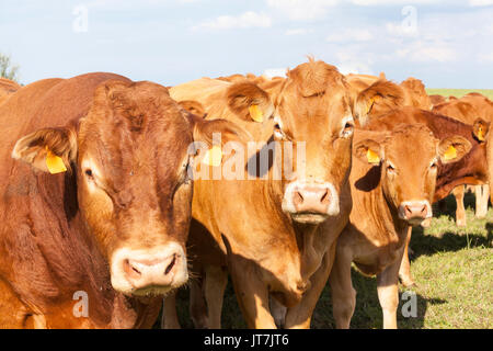 Limousin Rinder mit einem seltsamen Stier, Kuh und Kalb in der Nähe zu headshot schauen in die Kamera im Abendlicht auf einer Weide. Alle tragen Bla Stockfoto