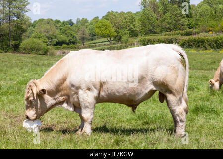 Große weiße Charolais-rind Stier essen ein Block von Salt Lick mineral Supplement in einer grünen Wiese Weide mit einer Kuh Streifen an der Seite, Prof. schließen Stockfoto