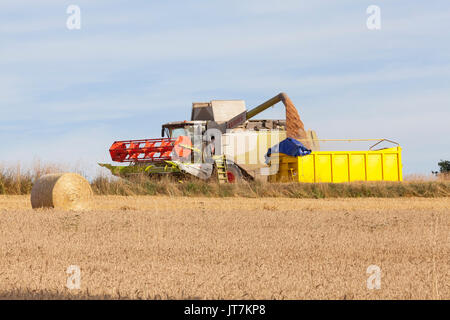 Bauer ein Anhänger befüllen mit frisch geernteten Weizen Triticum aestivum, mit einem Claas Lexion 650 Mähdrescher auf die Skyline in einer Agricultura Stockfoto