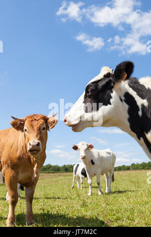 Schwarzbunte Milchkühe mit einem Limousin Rind Kuh in einer üppig grünen, Frühling Weide, den Fokus auf die Leiter der schwarzbunte Kuh Stockfoto