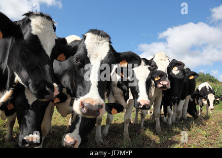 Herde von freundlich schwarzbunte Kühe oder Rinder in einer Zeile in einer Weide in die Kamera schaut, schrägen Winkel mit Fokus auf Sec Stockfoto