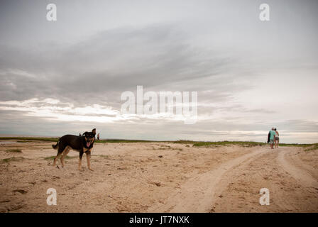 Paar am Strand spazieren, während Hund bleibt zurück Stockfoto