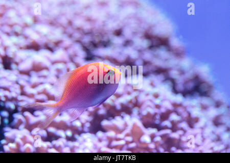 Lyretail Anthias Fisch bekannt als Pseudanthias Squamipinnis in der Mitte blau grüne Chromis Fische in einem Korallenriff. Stockfoto