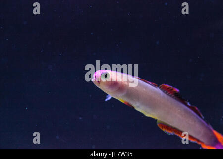 Lila Kappe firefish, nemateleotris Decora, Dart durch das Salzwasser auf einem tropischen Riff im Meer. Diese bunte Fische sind Violett und Weiß mit Stockfoto