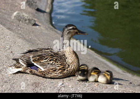 England, Babyküken, Enten Wasservögel, Enten sitzen in der Nähe eines Teiches, Nahaufnahme einer Entenfamilie, Vögel, Entlein, Enten sitzen am Ufer eines Teiches Stockfoto