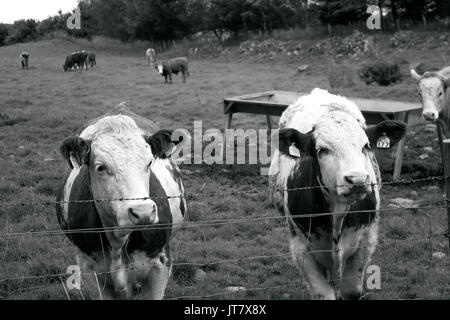 Schottland, Highlands, Schottische Landschaft, Rinder, Kühe, Landwirtschaft Tier, Kühe, die auf einem Feld essen, Bauern Felder, Viehzucht, Vieh Stockfoto