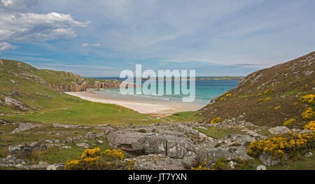 Küstenlandschaft mit Sandstrand in abgelegenen felsigen Bucht mit Vordergrund mit goldenen Blumen der Ginster unter blauem Himmel in der Nähe von Durness, Schottland Stockfoto