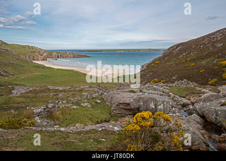 Küstenlandschaft mit Sandstrand in abgelegenen felsigen Bucht mit Vordergrund mit goldenen Blumen der Ginster unter blauem Himmel in der Nähe von Durness, Schottland Stockfoto