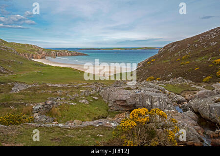 Küstenlandschaft mit Sandstrand in abgelegenen felsigen Bucht mit Vordergrund mit goldenen Blumen der Ginster unter blauem Himmel in der Nähe von Durness, Schottland Stockfoto