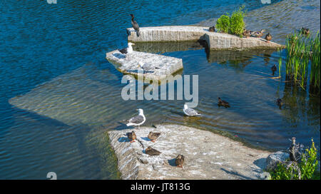 Seevögel und Möwen auf Granitplatten und Schwimmen in Massachusetts Steinbruch Stockfoto