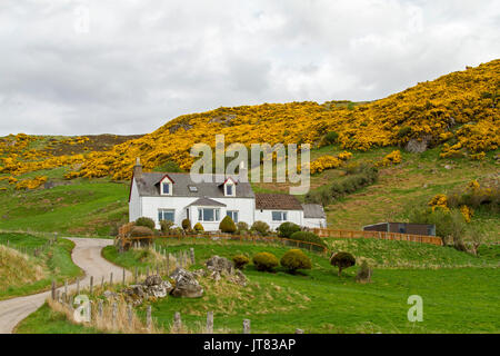 White's Bauernhaus/crofter Cottage in Hügellage mit Landstriche golden blühenden Ginster in der Nähe von Lairg gemalt, nördlichen Schottland Stockfoto