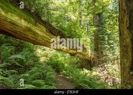 Niedergeworfene redwood Brücke Stockfoto