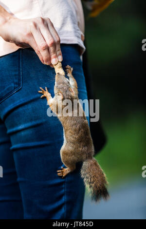 Lustig, Close-up der Frau Fütterung ein Eichhörnchen irgendwo in Quebec, Kanada. Stockfoto