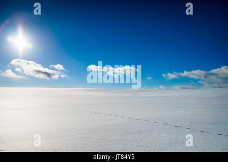 Fox Track in einem wilden Großen gefrorene Feld in einem zauberhaften sonnigen Tag der Winter in Kanada Stockfoto