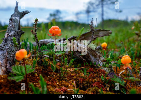 Reif cloudberry wächst auf einem Sumpf in Russland. Stockfoto