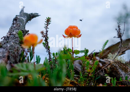 Reif cloudberry wächst auf einem Sumpf in Russland. Stockfoto