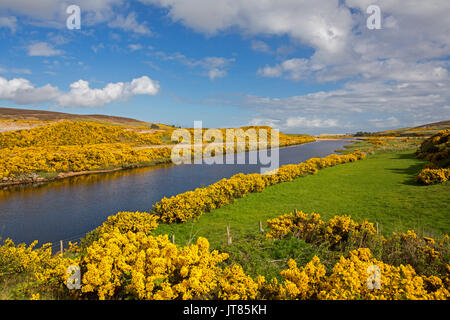 Spektakuläre bunte Landschaft der schottischen Highlands mit ruhigem blauen Wasser von Stream durch goldenen Blumen der Ginster & Emerald Feld unter blauem Himmel gesäumt Stockfoto