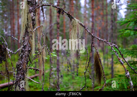 Eine bunte flechten Usnea auf einer Birke Zweigniederlassung, die in einem wilden Wald hängt. Stockfoto