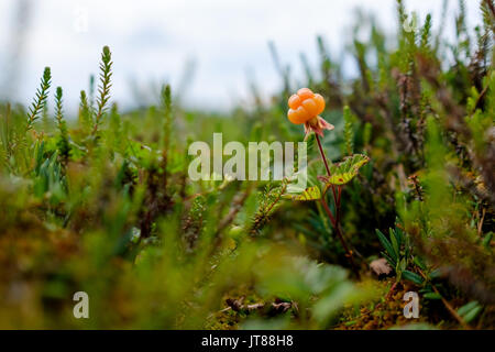 Reif cloudberry wächst auf einem Sumpf in Russland. Stockfoto