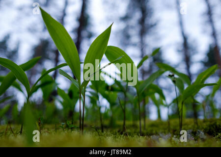 Maiglöckchen wachsen unter den Moosen in den Wald. Stockfoto