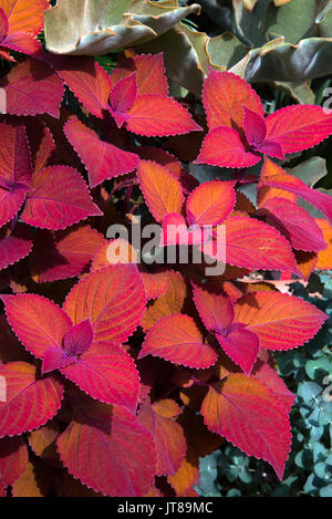 Coleus, Solenostemon scutellarioides Sedona, Coleus blumei Sedona, Stockfoto