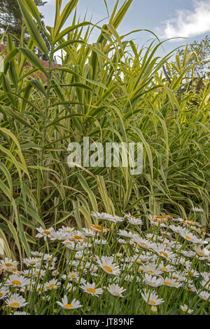 Arundo Donax variegata hoch über Shasta daisy In einer Grenze Stockfoto