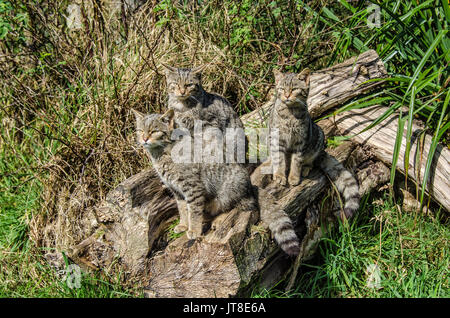 Schottische Widlecats, internationaler Katzentag, mit drei schottischen Wildkatzen, die in der Sonne auf einem Holzstamm sitzen, schottische Wildkatzen Stockfoto