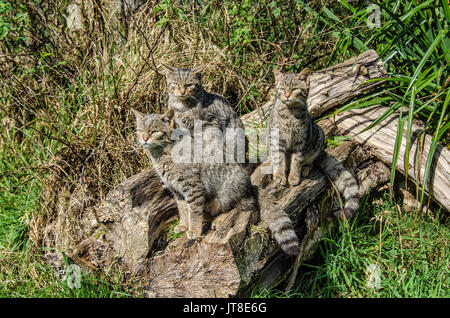 Die schottische Wildkatze ist eine europäische Wildkatzenpopulation in Schottland. Die schottische Wildkatze, die kurz vor dem Aussterben steht, ist selten und vom Aussterben bedroht Stockfoto