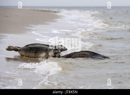 Juist, Deutschland. 8 Aug, 2017. Dichtungen Lea, Fiete und Stoertebeker sind in das Wild am Strand der Insel Juist, Deutschland, 8. August 2017 veröffentlicht. Drei Dichtungen wurden in die wild nach am Bahnhof Norddeich Dichtung angehoben wird freigegeben. Foto: Ingo Wagner/dpa/Alamy leben Nachrichten Stockfoto