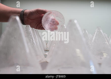 Gatersleben, Deutschland. 8 Aug, 2017. Andreas Boerner, Leiter der Genbank am Leibniz-Institut für Pflanzengenetik und Kulturpflanzenforschung (IPK), Aufzüge ein Kegel aus einem Samen germinator am IPK in Gatersleben, Deutschland, 8. August 2017. Das IPK sammelt Samen rund um die Welt bilden, mit 150.000 Proben in der Genbank, die größte in der Europäischen Union. Foto: Klaus-Dietmar Gabbert/dpa-Zentralbild/ZB/dpa/Alamy leben Nachrichten Stockfoto