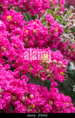 Crepe myrtle Baum (Lagerstroemia) wächst in einem Garten in Südkalifornien, USA Stockfoto