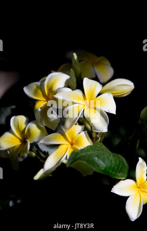 Gelbe und weiße Plumeria frangipani Blumen blühen in einem Garten in Südkalifornien Stockfoto