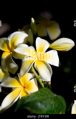 Gelbe und weiße Plumeria frangipani Blumen blühen in einem Garten in Südkalifornien Stockfoto