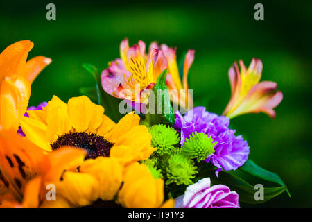 Blumenstrauß aus verschiedenen frischen bunten Blumen, Grün verschwommenen Hintergrund Stockfoto