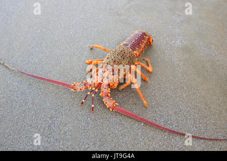 In der Nähe von Southern Rock Lobster am Strand Stockfoto