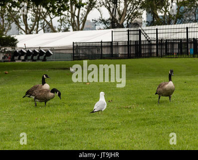 Kanada Gänsen und Möwen auf der Liberty Island, in der Nähe der Freiheitsstatue Stockfoto