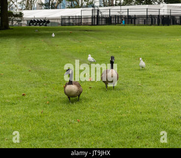 Kanada Gänsen und Möwen auf der Liberty Island, in der Nähe der Freiheitsstatue Stockfoto