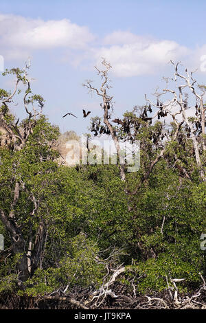 Riesige schwarze Fledermäuse hängen an den Bäumen während der sonnigen Tag in Flores, Indonesien Stockfoto