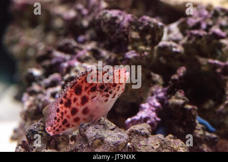 Hawkfish Cirrhitichthys Aprinus Sitzstangen auf Korallen und Sand in einem Riff gesichtet Stockfoto