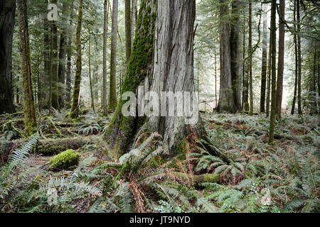 Eine alte alte Western Red Cedar in den geschützten Regenwald von Cathedral Grove, in der Nähe von Port Alberni, Vancouver Island, British Columbia, Kanada. Stockfoto