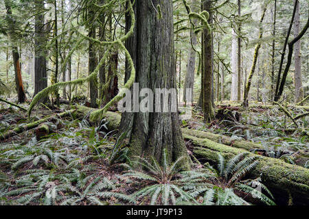 Eine alte alte Western Red Cedar in den geschützten Regenwald von Cathedral Grove, in der Nähe von Port Alberni, Vancouver Island, British Columbia, Kanada. Stockfoto